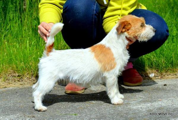 Heyko Abi | Jack Russell Terrier 