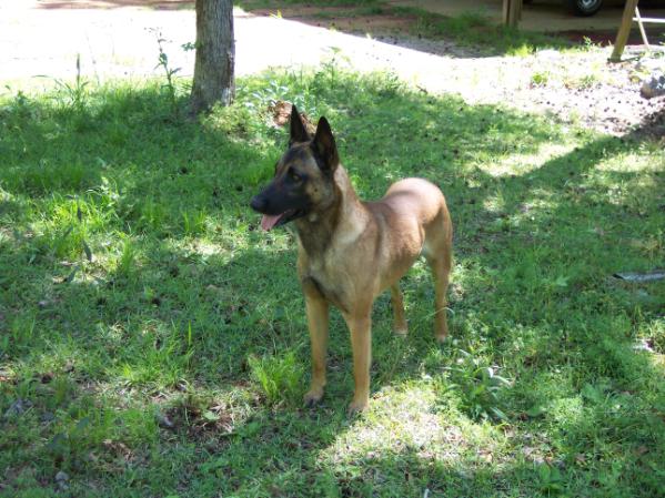 Hannum Hills Bakari Breeznonby | Belgian Malinois 