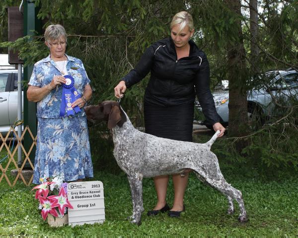 LegacyK Blue Sunday FDJ | German Shorthaired Pointer 