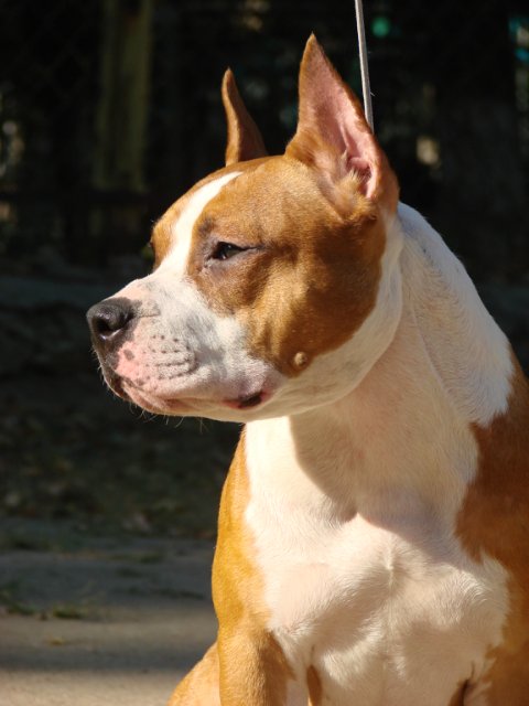 GRAZIOZO PROXIMA BLU DIAMOND ROSE | American Staffordshire Terrier 