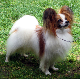 Ringlands Golden Image | Papillon 