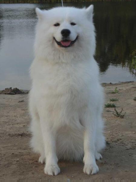 Belyi Volk Hermione Granger | Samoyed 