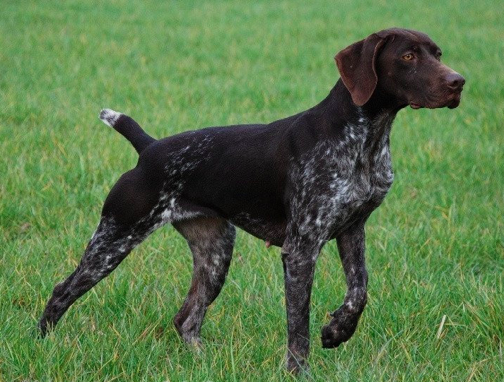 Giuletta Des Granges De La Dombes | German Shorthaired Pointer 