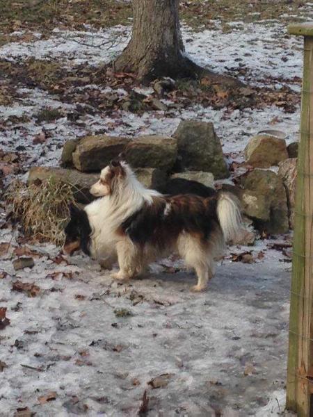 Klis Jinglebell Rock N Roller | Shetland Sheepdog 