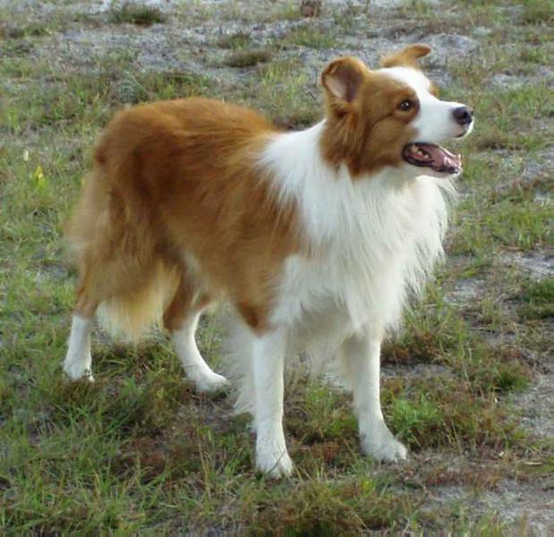 Peachy Keen Midas Touch | Border Collie 