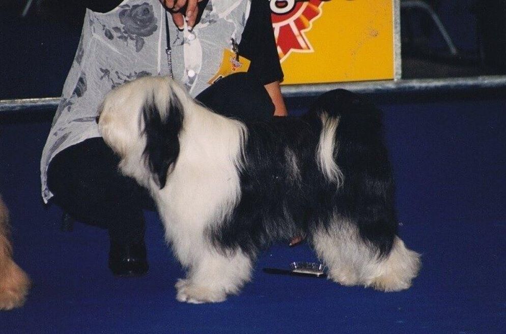 TOTAL TOUCH TALK OF THE TOWN | Tibetan Terrier 