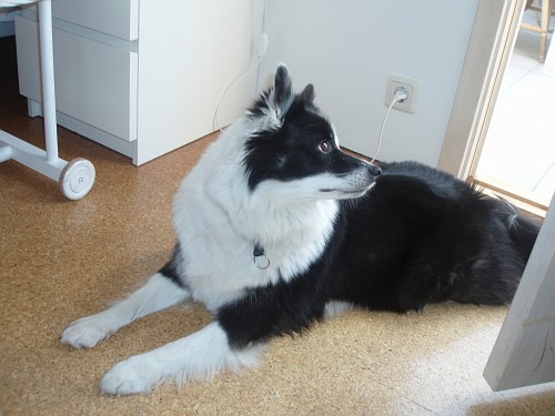Stjörnuljósa Skógar Panda | Icelandic Sheepdog 