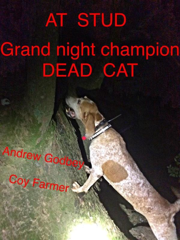 Dead Cat | American English Coonhound 