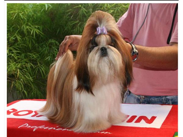 Gaia do Vale do Rio Grande | Shih Tzu 