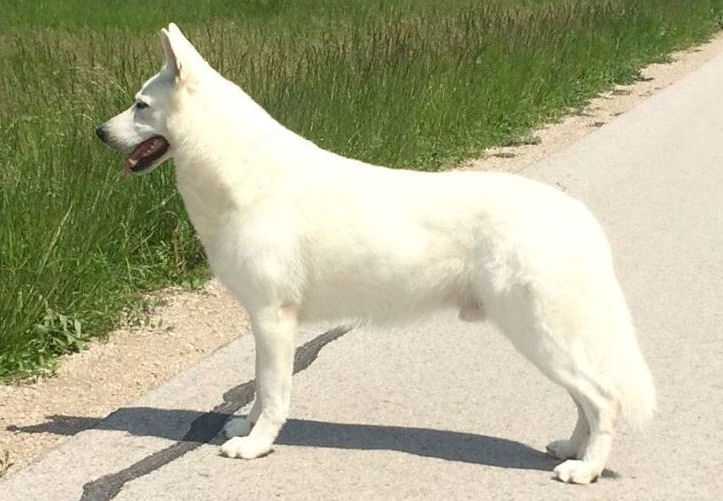 Diego of Lovely Whitestar | White Swiss Shepherd Dog 