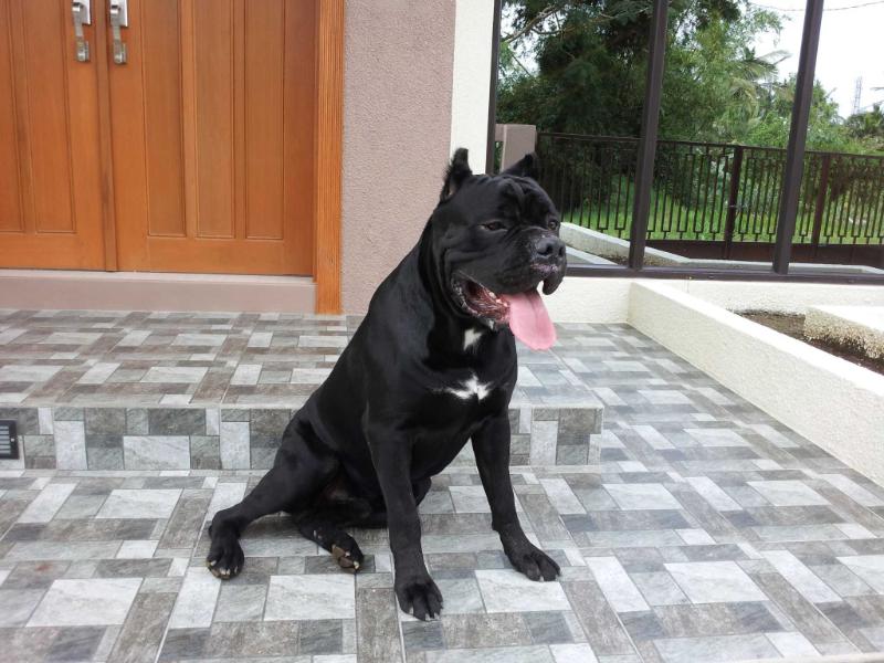 Presidio's Romano | Cane Corso 