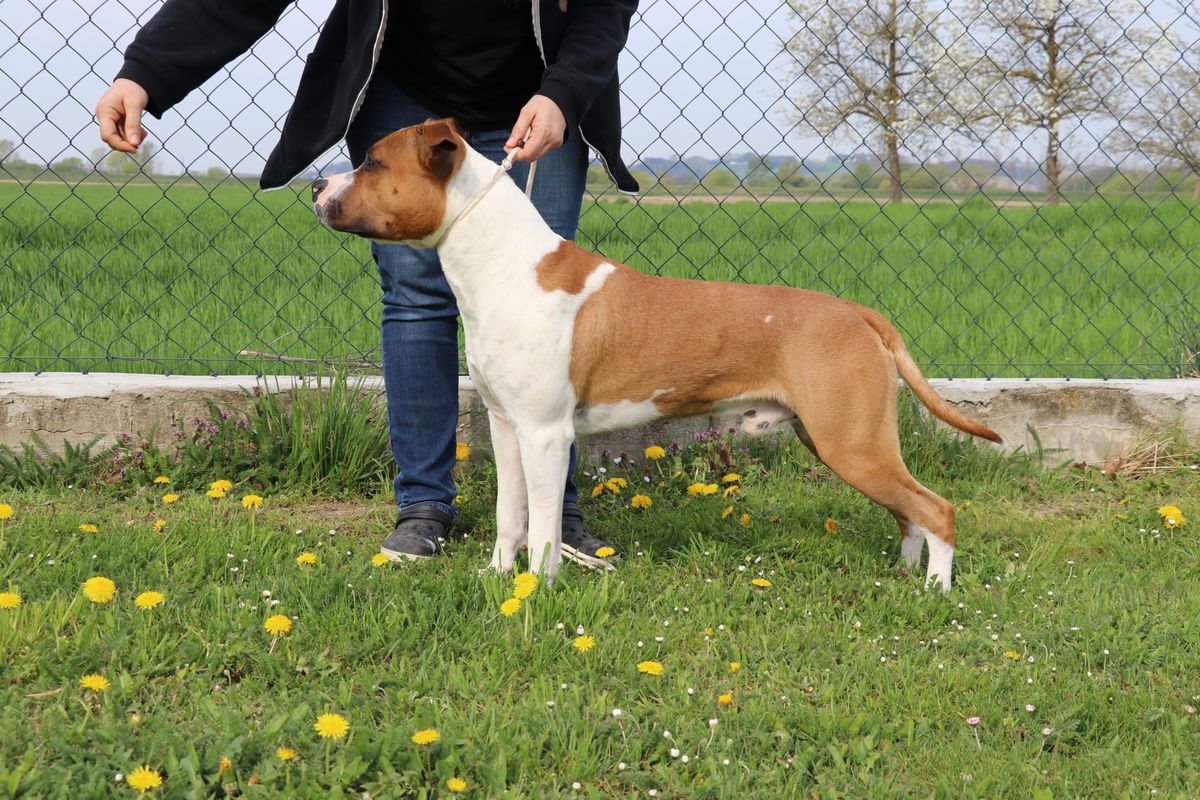 Always Remember of Hopeful Soul | American Staffordshire Terrier 