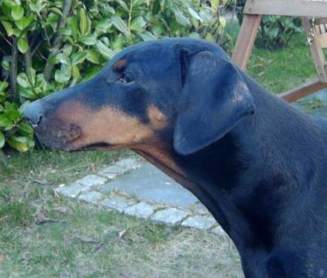 Ebony v.d. Horringhauser Höh | Black Doberman Pinscher