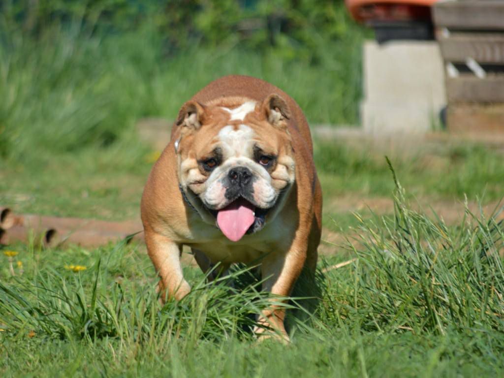 Bowling EB | Olde English Bulldogge 