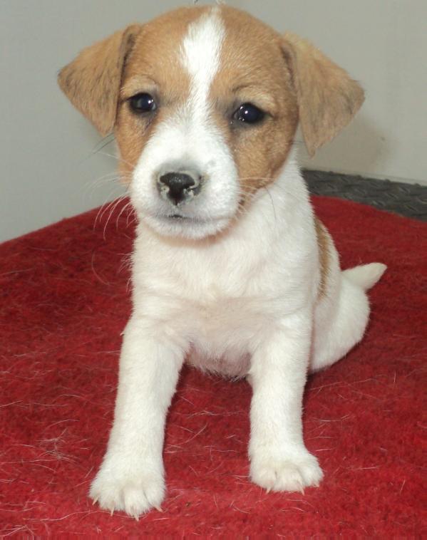 ROYAL DI SAN RUFFINO JACK HESTER | Jack Russell Terrier 