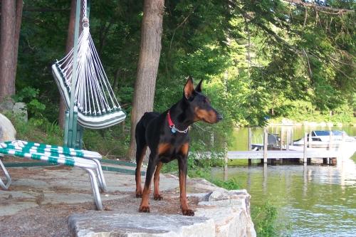 Norina v.d. Horringhauser Höh | Black Doberman Pinscher