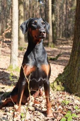 Nova v.d. Horringhauser Höh | Black Doberman Pinscher