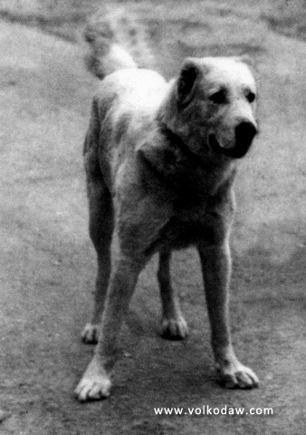 White Ekimen I | Central Asian Shepherd Dog 