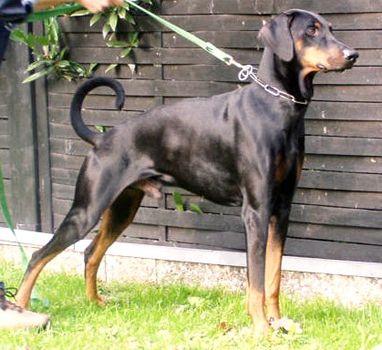 Hajo v. Aurachgrund | Black Doberman Pinscher