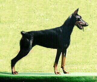 Debby v. Aurachgrund | Black Doberman Pinscher