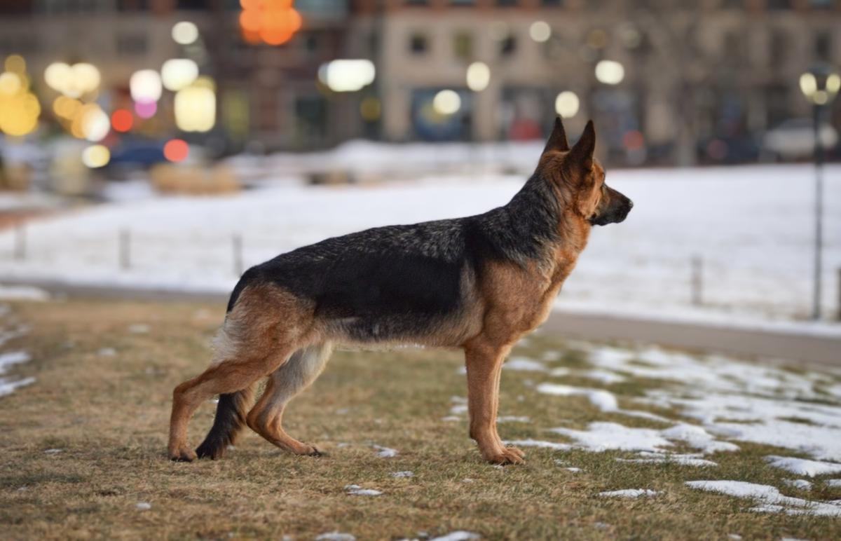 Zara-El Von Flussen | German Shepherd Dog 