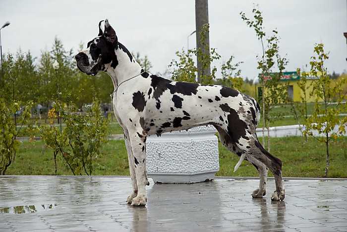 Garmoniya Severa Konfetti | Great Dane 