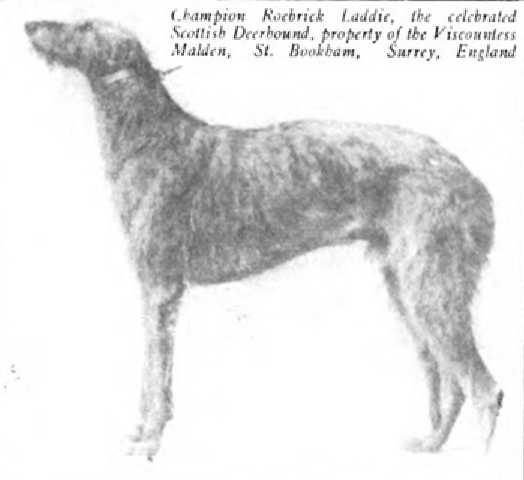 Roebrick Laddie [The Viscountess Malden's] | Scottish Deerhound 