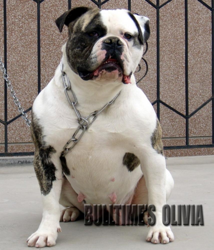 BULLTIME's OLIVIA | Olde English Bulldogge 