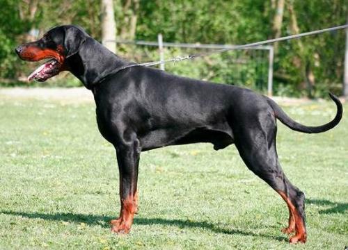 Calvador v.h. Wantishof | Black Doberman Pinscher