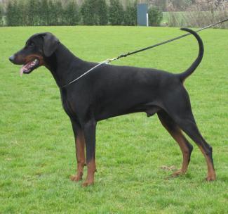 Argos-Joy Les Deux Peupliers | Black Doberman Pinscher