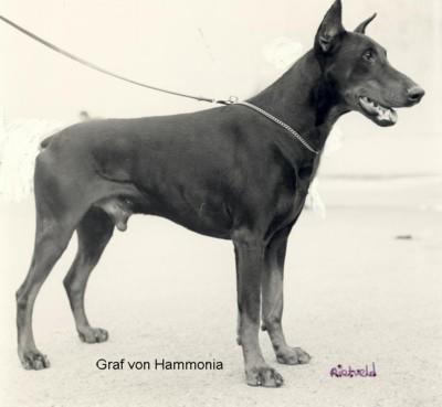 Graf v. Hammonia | Black Doberman Pinscher