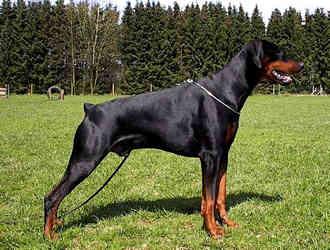 Bond v. Buchwedel | Black Doberman Pinscher