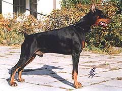 Gannibal iz Zoosfery | Black Doberman Pinscher