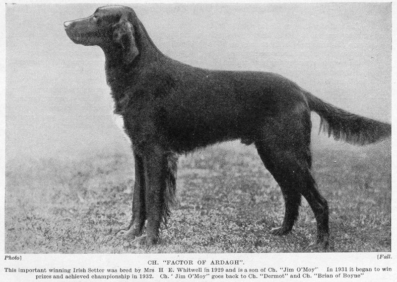 Factor of Ardagh | Irish Setter 