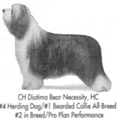 Diotima Bear Necessity | Bearded Collie 