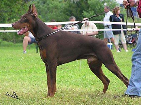 Athor di Campovalano | Brown Doberman Pinscher