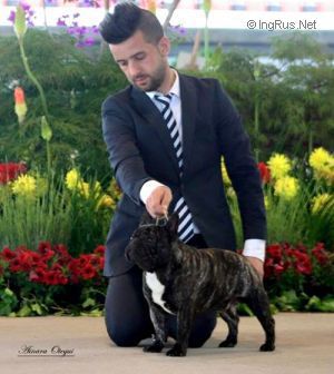 Don Pelayo Rey Astur | French Bulldog 