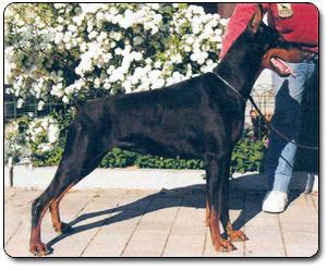 Jolly di Campovalano | Black Doberman Pinscher