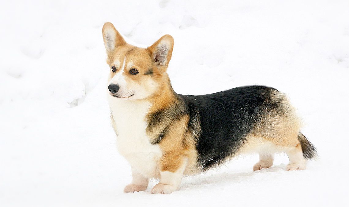 Ekspo-Margaret's Matreshka | Pembroke Welsh Corgi 