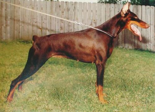 Henrike v.d. Nieuwe Loot | Brown Doberman Pinscher