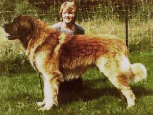 Swedo v. Wasserturm | Leonberger 