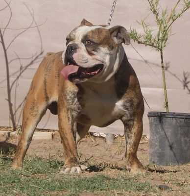 Texas Geez Gordo | Olde English Bulldogge 