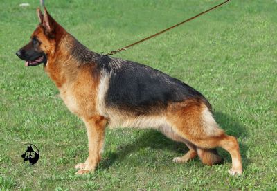 Prisca della Valcuvia | German Shepherd Dog 