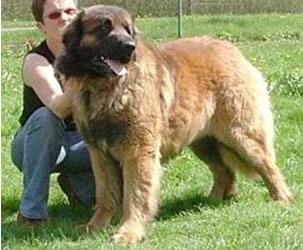 Luki z Topoliho Dvora | Leonberger 