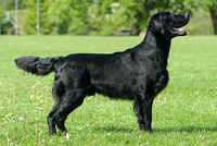 Heilurihannan kiss-kiss | Flat-Coated Retriever 