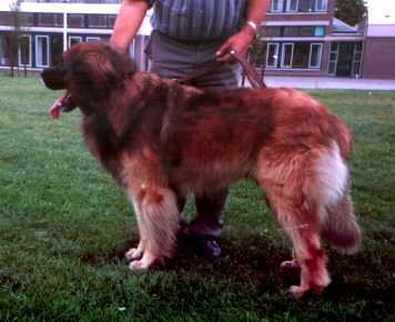 Favorit v.h. Spinnenest | Leonberger 