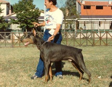 Bleu Boy di Campovalano | Blue Doberman Pinscher