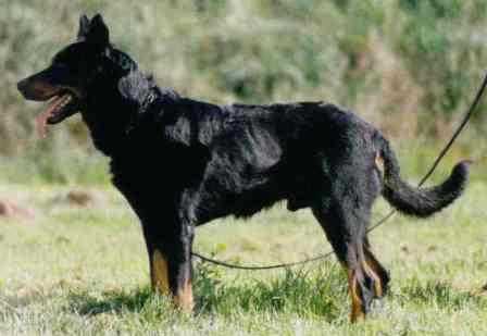 As du Bord de la Canche | Beauceron 