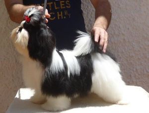 PEPPER´S I FELL GOOD | Shih Tzu 