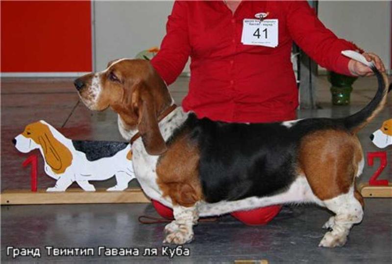 Grand Twintip Gavana la Cuba | Basset Hound 